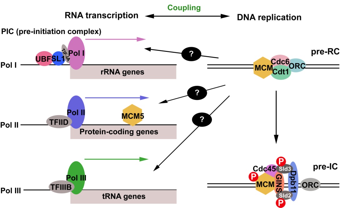 Coordination of RNA transcription and DNA replication by DNA replication li...