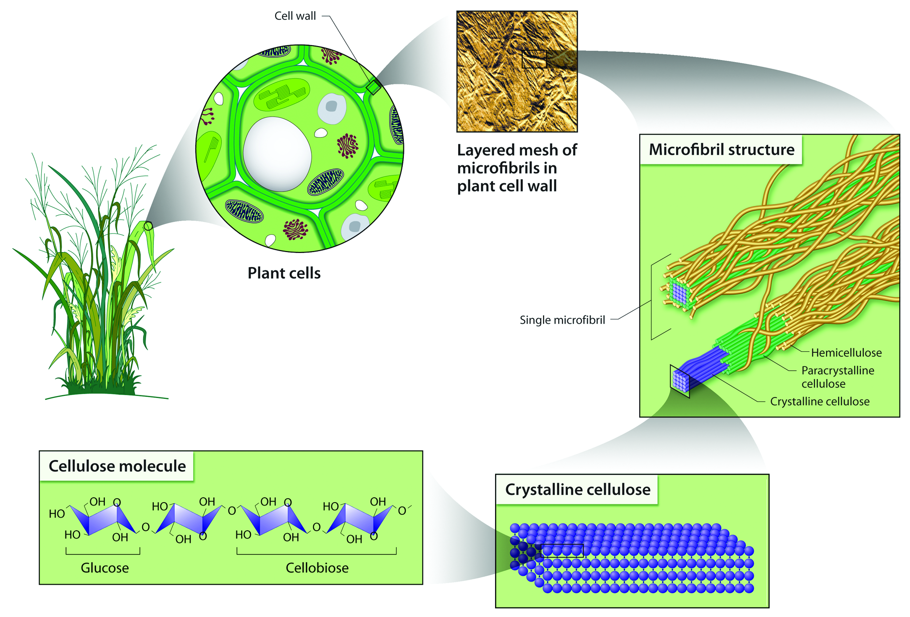 Структура раститительно клетки Целлюлоза гемицеллюлоза лигни. Целлюлоза в клеточной стенке. Клеточная стенка растений Целлюлоза. Целлюлоза в растительной клетке.