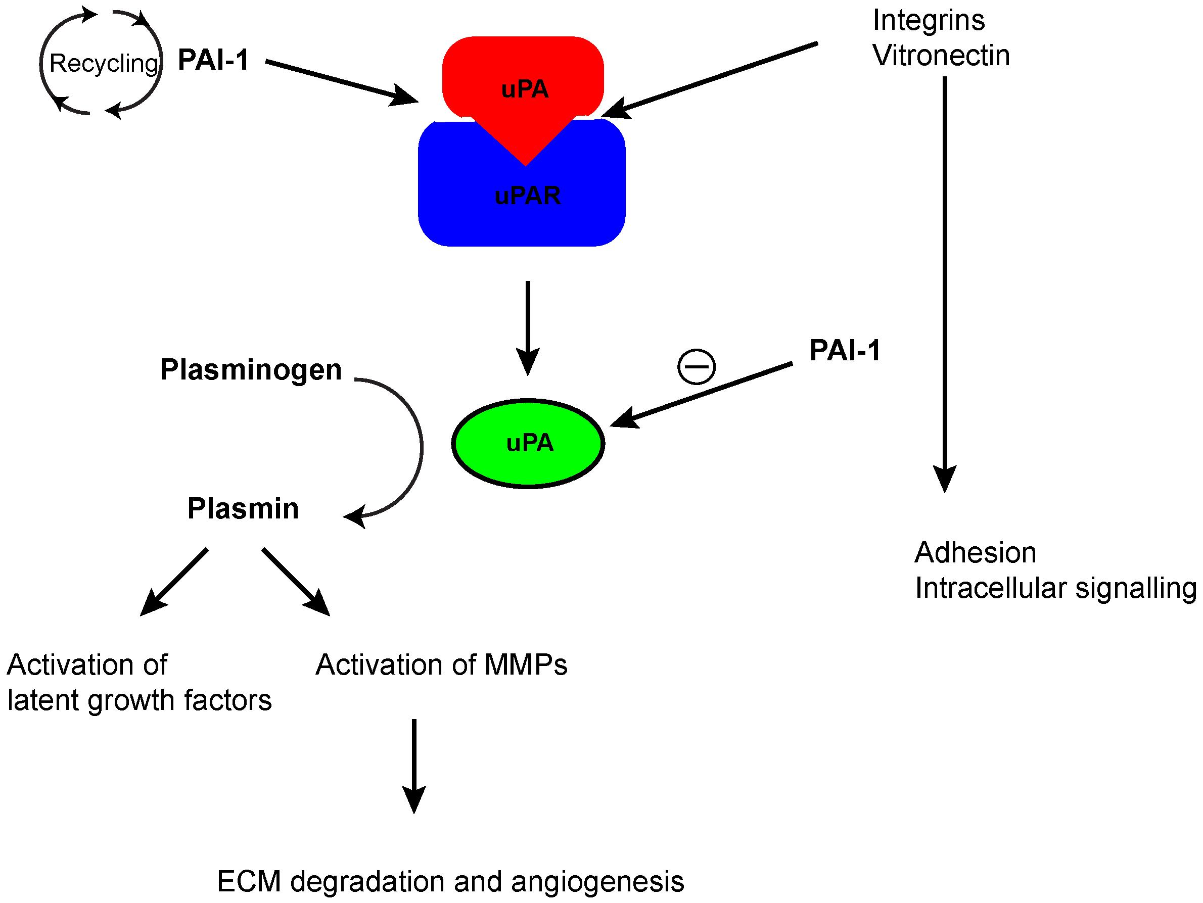 Pai 1 4g 4g. Ингибитор активатора плазминогена 1 типа. Активация плазминогена. Урокиназный активатор плазминогена. Ингибитор активатора плазминогена [pai] схема применения.