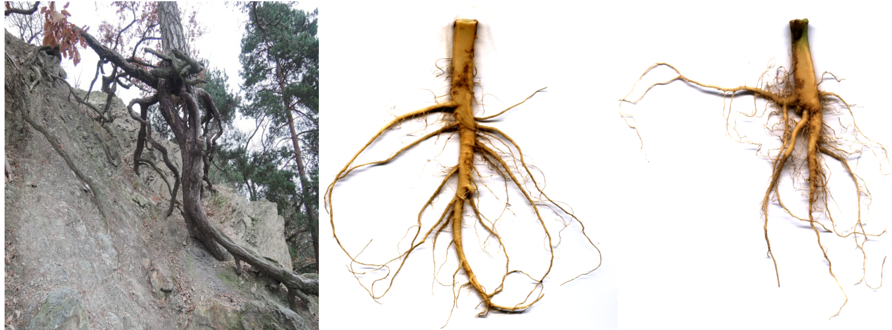 Корневой root. Корень растения большой. Мертвые корни растений. Корневая система ольхи черной.