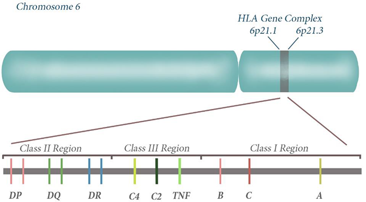 Gene map of HLA region on chromosome 6. 