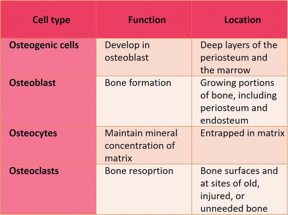 Their cell. Bone Cells. Cell functions. Bone Development Cell. Bone marrow b Cells.